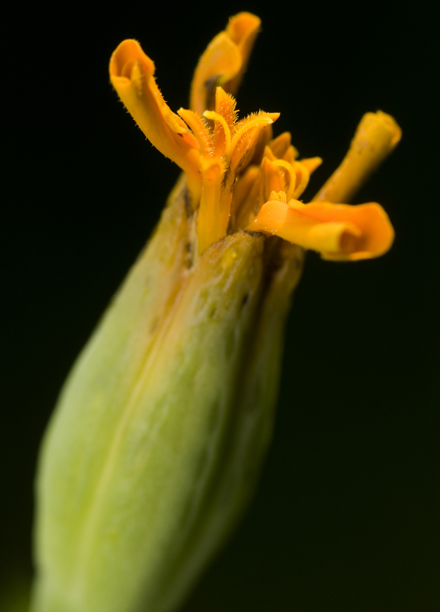 Marigold, flor de muerto bud in a second stage growing in FLAAR office garden, Guatemala City, Photo by Jaime Leonardo