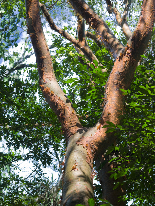 Palo jiote, Bursera simaruba at Copán, Honduras, Photo By Nicholas Hellmuth, FLAAR Archive