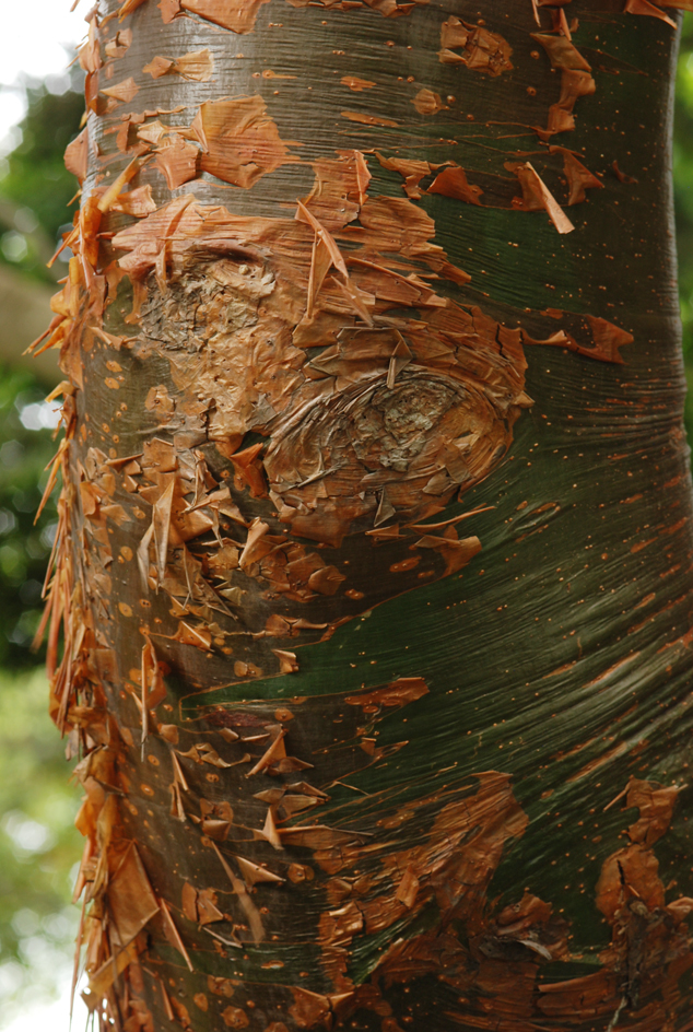 Palo jiote, Bursera simaruba tree at Botanical Garden, Guatemala City, July 2011, Photo by Camila Morales.