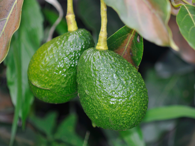 Dark green Hass avocados fruits. Parramos Guatemala 2011. FLAAR Photo Archive.
