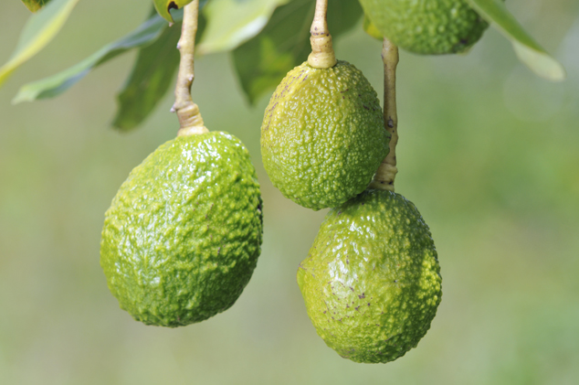 Light green Hass avocados fruits. Parramos Guatemala 2011. FLAAR Photo Archive.