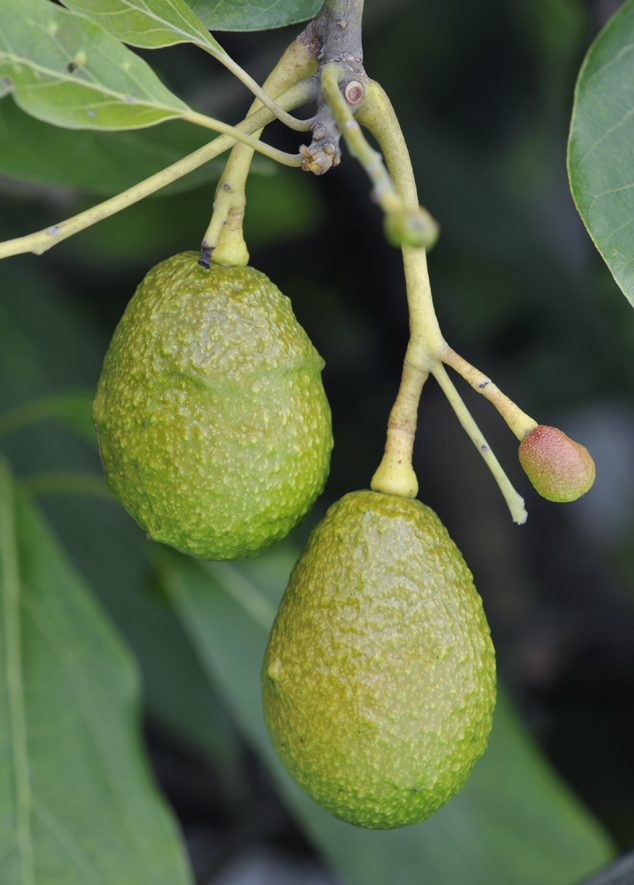 Hass avocados with a baby fruit on the same branch. Parramos Guatemala 2011. FLAAR Photo Archive.