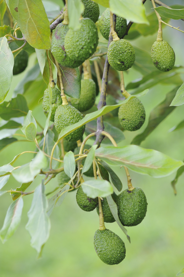 Many light green Hass avocados fruits hanging from the same branch . Parramos Guatemala 2011. FLAAR Photo Archive.