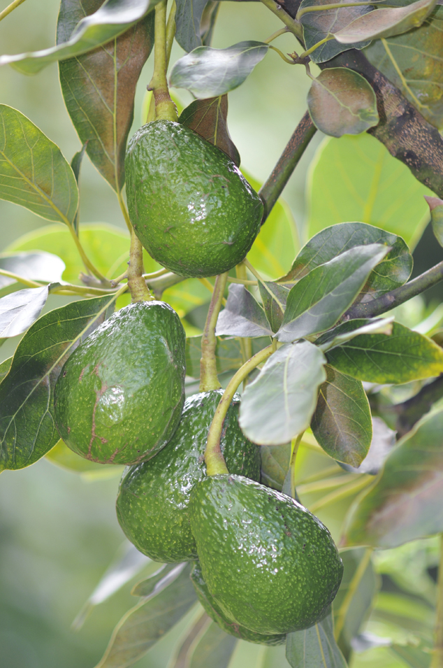 Dark green and grown Hass avocados fruits. Parramos Guatemala 2011. FLAAR Photo Archive.