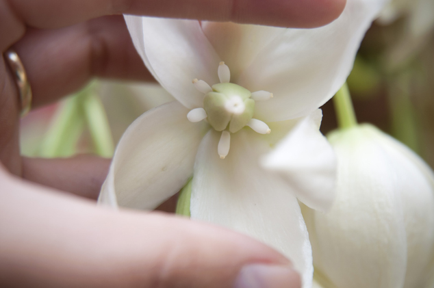 Insideparts of Izote flowers, Photo by Nicholas Hellmuth