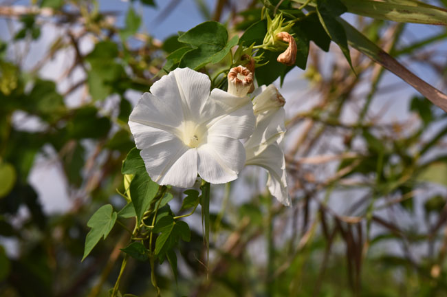 Ipomoea-alba-white-morning-glory-Rio-San-Pedro-Martyr-Oct-3-2015-NH-2784