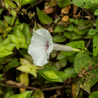 Morning Glory Vines and Flowers of Yaxha