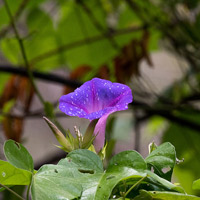 Morning Glory Vines and Flowers of Yaxha