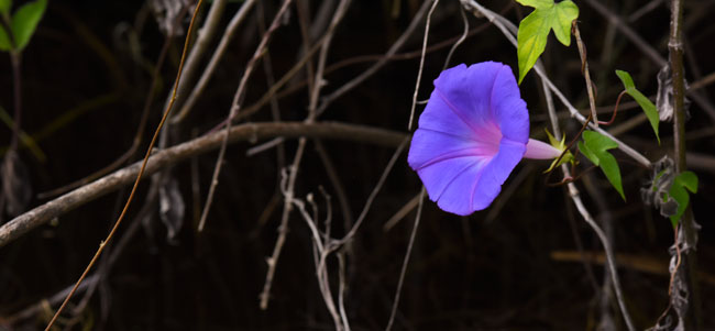 Ipomoea-violacea-lavander-morning-glory-Rio-San-Pedro-Martyr-Oct-3-2015-NH-2805