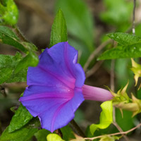 Morning Glory Vines and Flowers of Yaxha