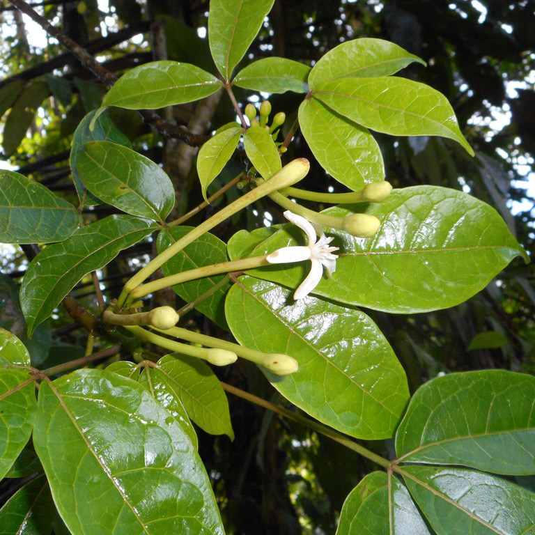 Carica Papaya