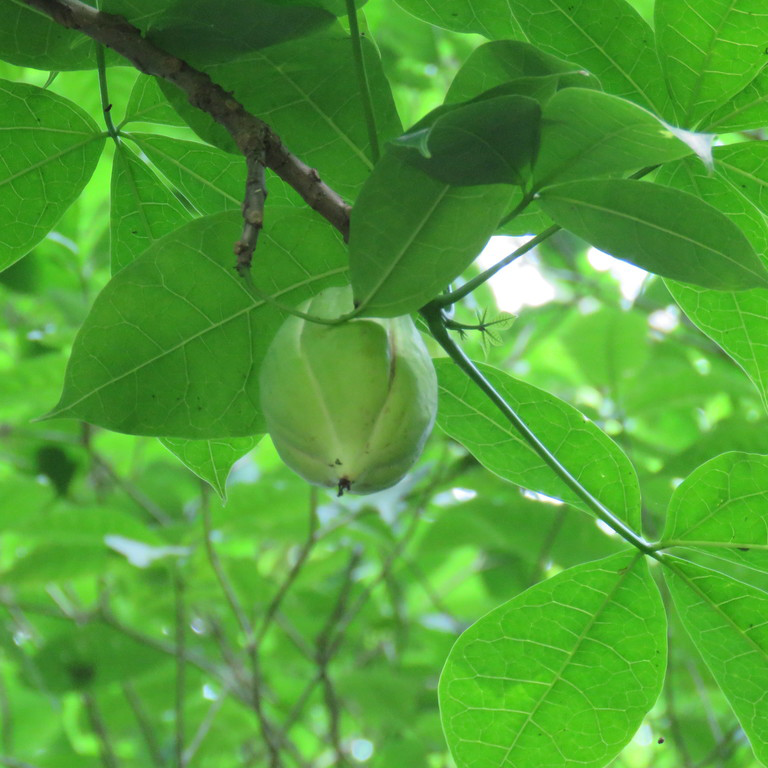 Carica Papaya