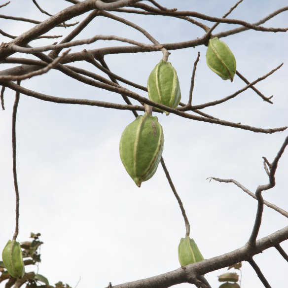 Carica Papaya