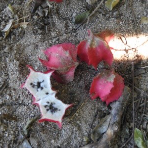 Carica Papaya