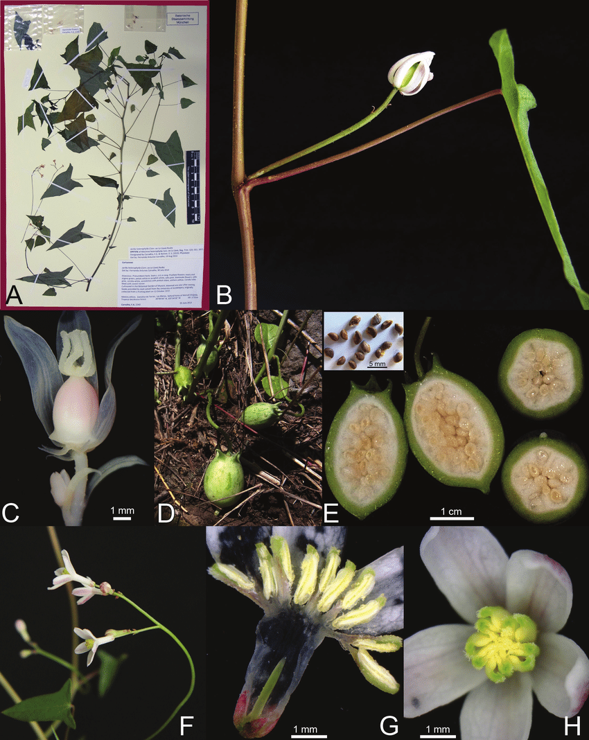 Carica Papaya