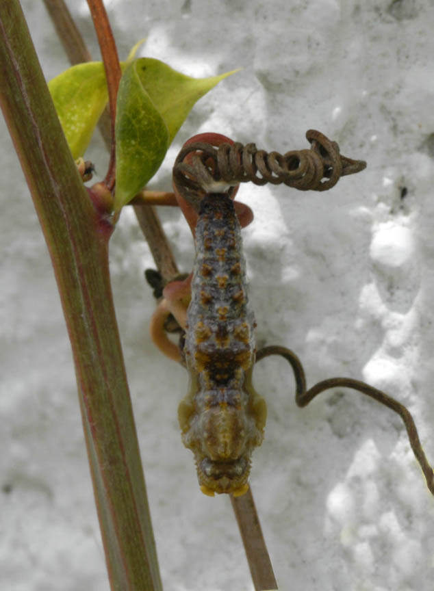 Larvae from a butterflie using passiflora as host. Photo by Jaime Leonardo, FLAAR office, Guatemala, Guatemala.