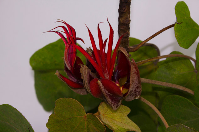 Manita-tree-Canac-Chiranthodendron-pentadactylon-red-flower