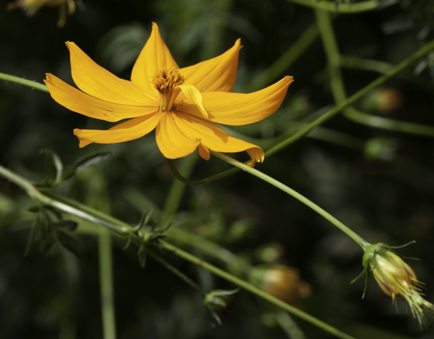 Marigold Tagetes minuta and Tagetes elliptica this flower is used to flavor cacao Guatemala Central America