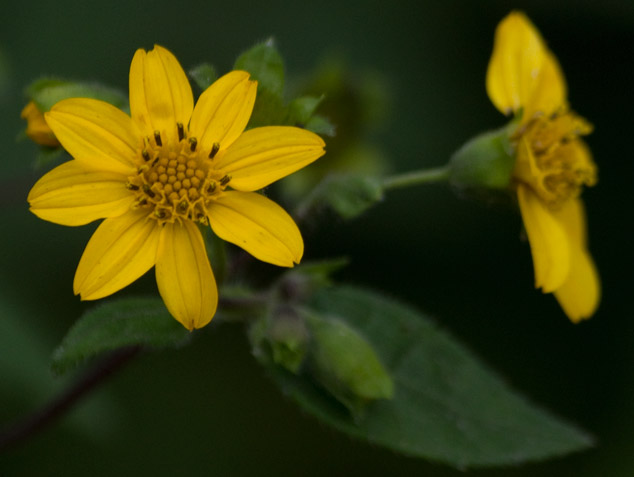 Tagetes-erecta-Flor-de-cempasuchil-Godines