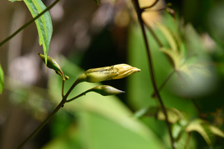 Merremia tuberosa flower