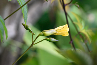 Merremia tuberosa flower