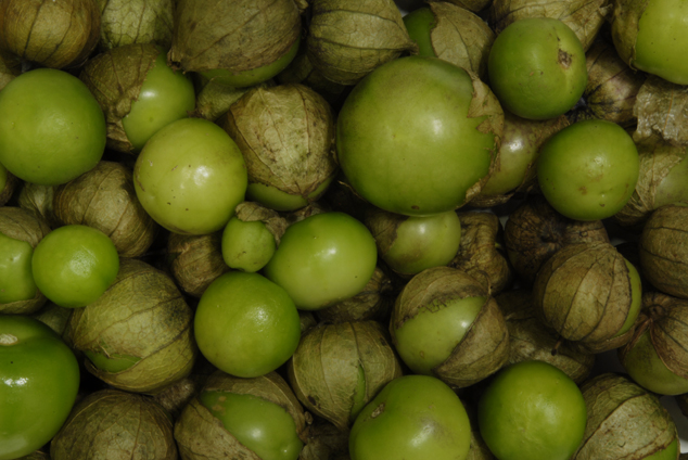 Miltomate, Physalis ixocarpa, Photo by Jaime Leonardo at FLAAR office, Guatemala City