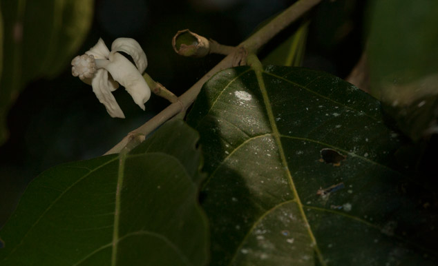 Molinillo Rosita de cacao Quararibea funebris cacao chocolate flavoring