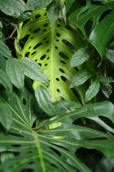 Monstera deliciosa leaves at FLAAR office in Guatemala, Photo by Daniela da Costa.