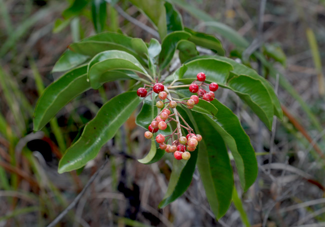 Nakum-Savanna-Ximena-americana-pepenance-red-fruits-nance-relative