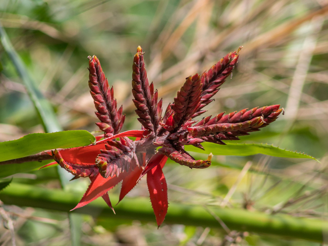 Nakum-park-Aechmea-tessmanii-red-bromeliad