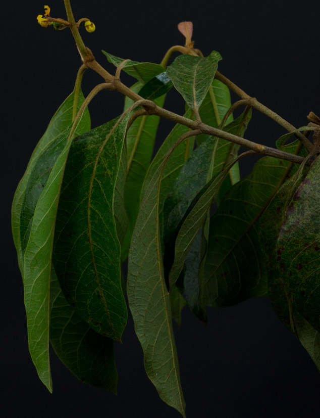 Nance-Byrsonima-crassifolia-bud-Sofia-Monzon