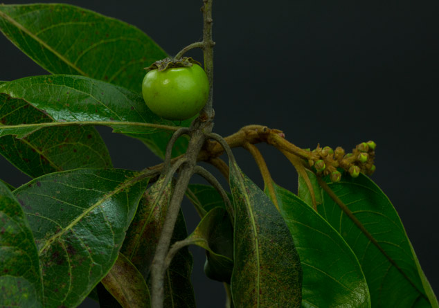 Nance-Byrsonima-crassifolia-ethnobotany-Sofia-Monzon