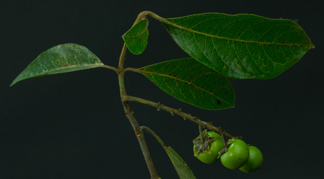 Nance-Byrsonima-crassifolia-fruit-Sofia-Monzon