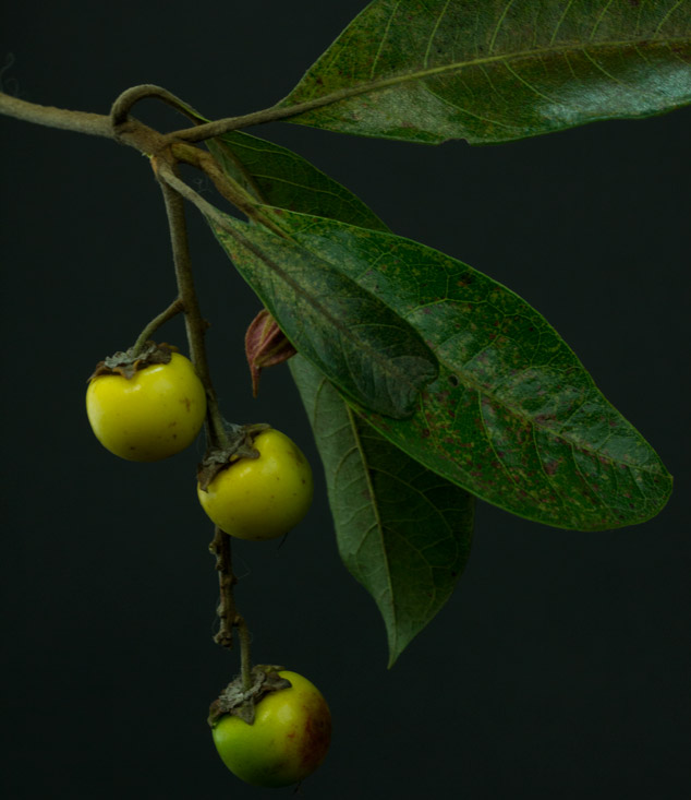 Nance-Byrsonima-crassifolia-maya-ethnobotany-green-Sofia-Monzon-images