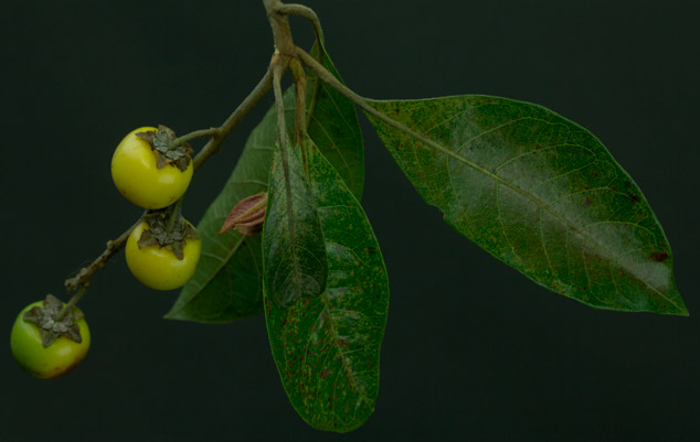 Nance-Byrsonima-crassifolia-maya-ethnobotany-yellow-Sofia-Monzon