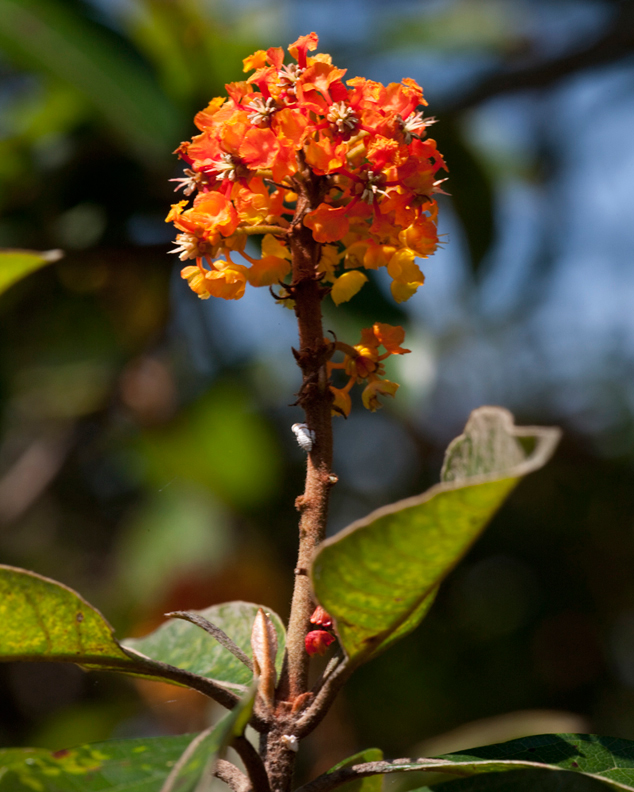 Nance with red and yellow flowers, FLAAR Photo Archive