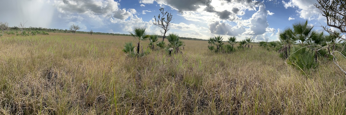 PNLT-Savanna-10-open-grassland-area-to-left-palm-and-morro-to-right-Jan-9-2022-Norma-2669