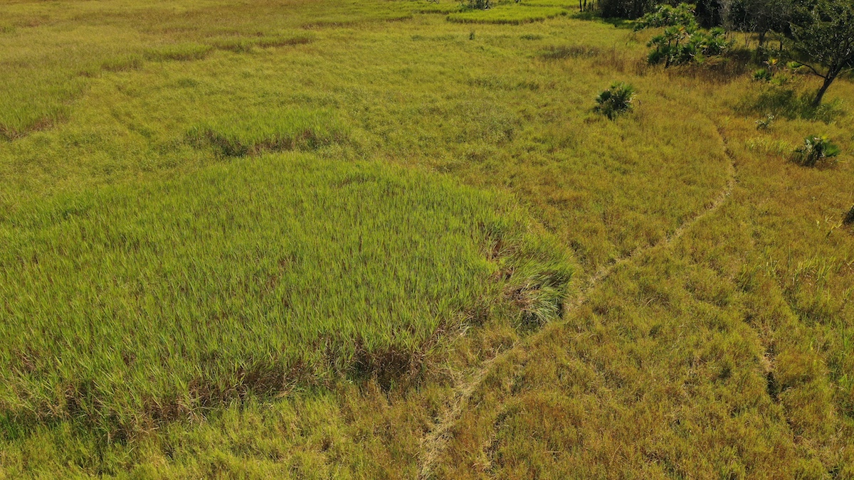 PNLT-Savanna-10-rectangular-patterns-of-edges-of-grass-areas-drone-HL_0565