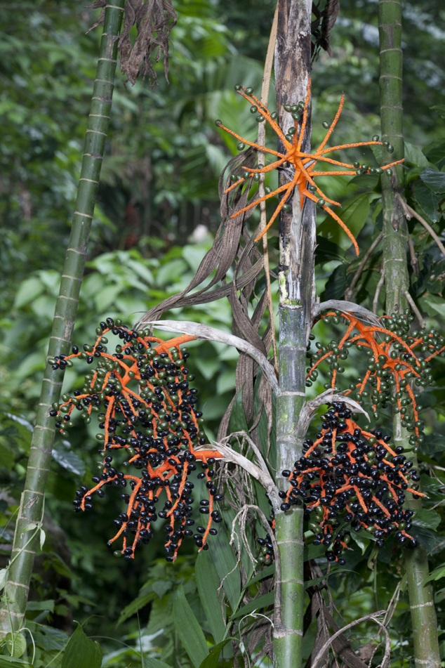 Pacaya berries inmature, FLAAR Archive