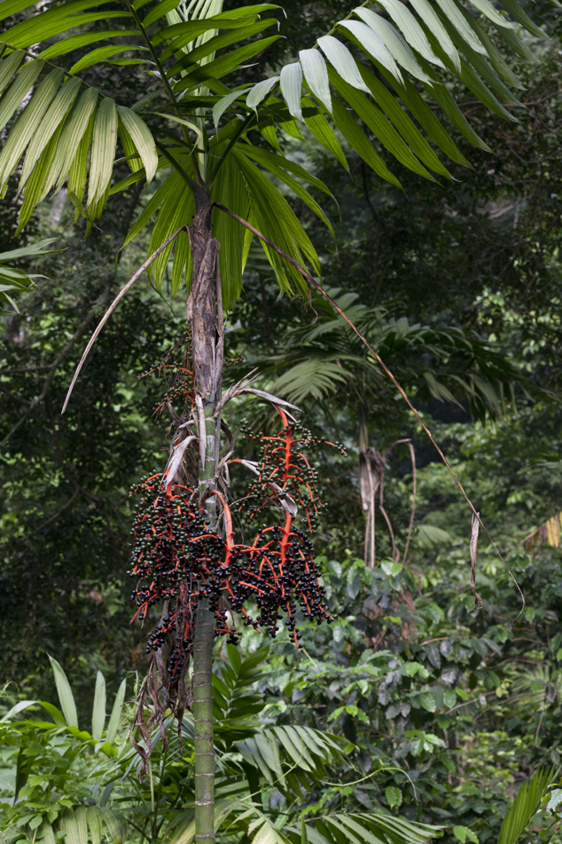 Pacaya palm male, notice the berries, FLAAR Archive