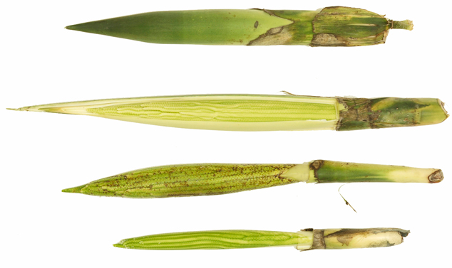 Pacaya fruit stages