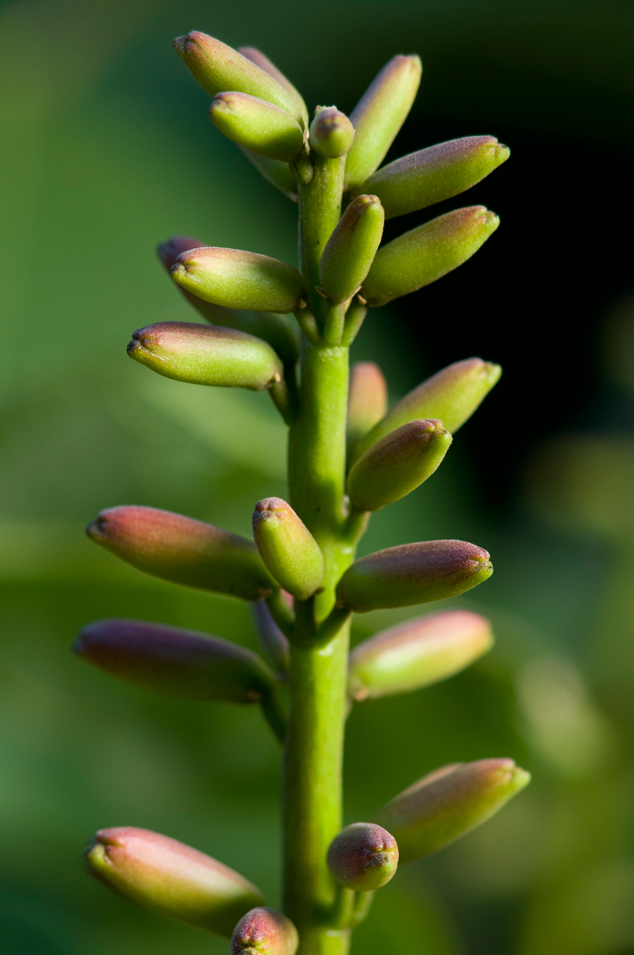 Palo de pito, Erythrina berteroana buds, FLAAR Photo Archive