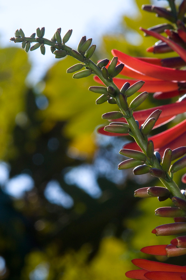 Palo de pito, Erythrina berteroana buds and flowers, FLAAR Photo Archive