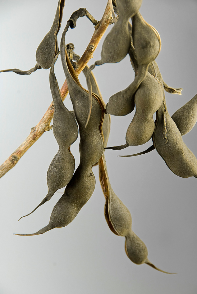 Palo de pito Erythrina berteroana close seed pods. FLAAR Photo Archive