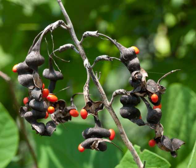 Palo de pito seed pods, Erythrina berteroana, notice the color of the seed that are toxic, used to make bracelets, necklaces and other handicrafts, FLAAR Photo Archive
