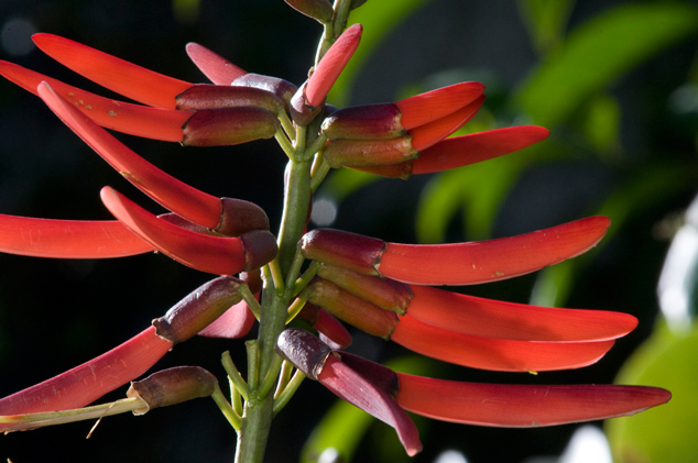 Palo de Pito flowers