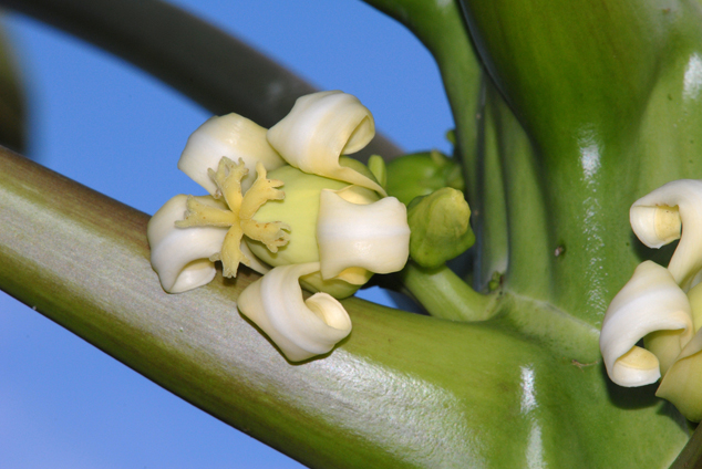 Papaya (Carica papaya) flowers, FLAAR Photo Archive