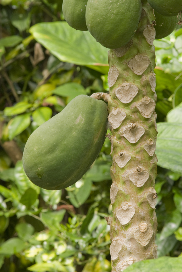 Papaya fruit growing from the trunk at Sayaxche, Peten, Guatemala, Photo FLAAR Archive
