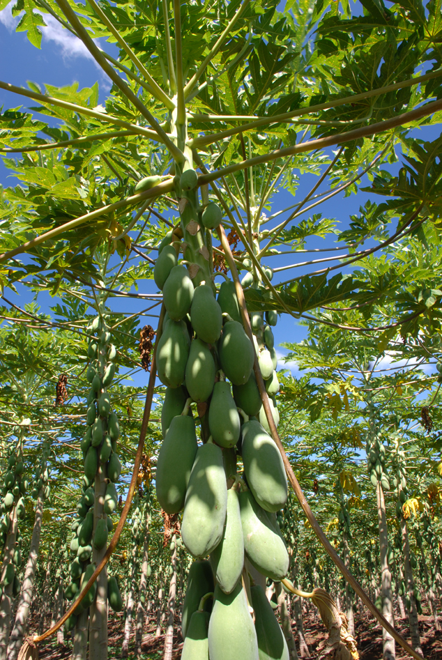 Papaya plantation at La Libertad, Peten, Guatemala, Here you can see that papaya also fruits from the trunk.  Photo FLAAR Archive