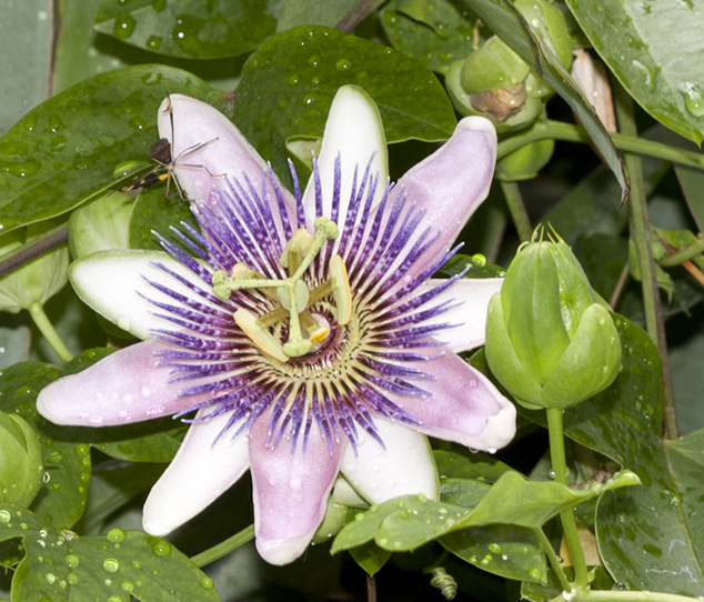 Passiflora incarnata, Maypop or purple passionflower at FLAAR office, Guatemala City. Photo by Jaime Leonardo. 